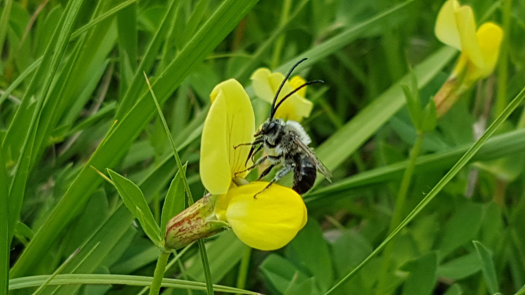 Frauenweilerwiesen: Langhorn-Biene